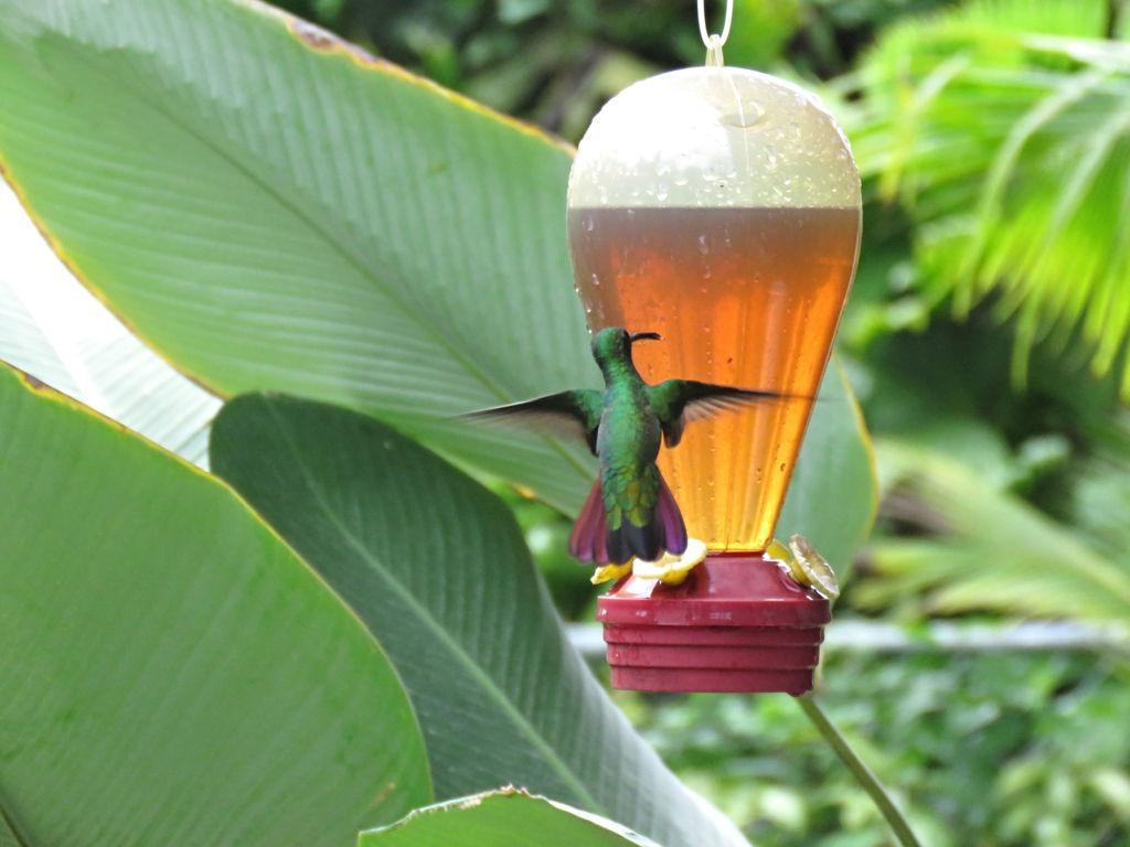 Casa Abundancyah B&B Bocas del Toro Exterior photo